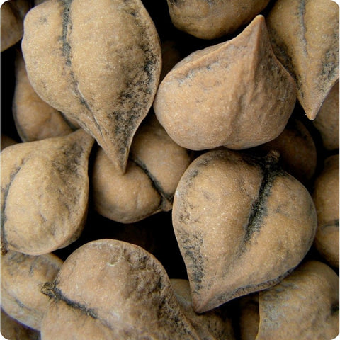 love nuts hazelnuts