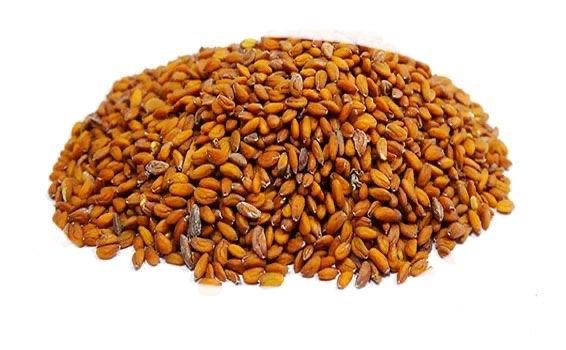 cress-seeds-tokhme-shahi